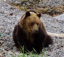 В Курильске отстрелили матёрую медведицу, которая забралась во двор