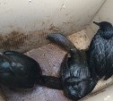 Выжившие после разлива нефти с танкера "Надежда" птицы чувствуют себя хорошо
