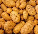 На Сахалине картофель высадили уже на 45% запланированных площадей