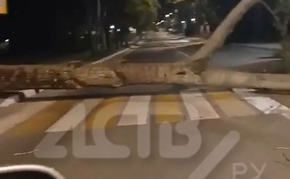 В Корсакове тополь рухнул на пешеходный переход