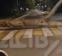 В Корсакове тополь рухнул на пешеходный переход