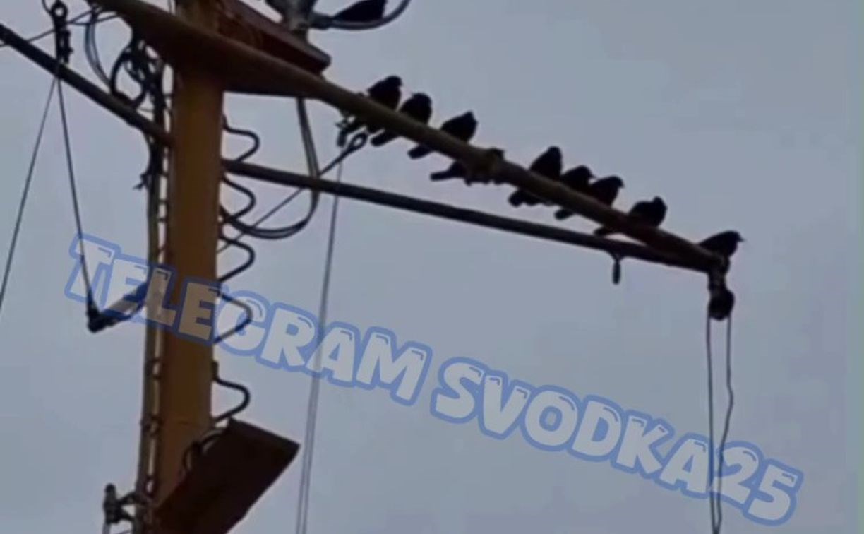 Более 30 ворон отправились с Сахалина во Владивосток на судне Более 30 ворон отправились с Сахалина во Владивосток на судне