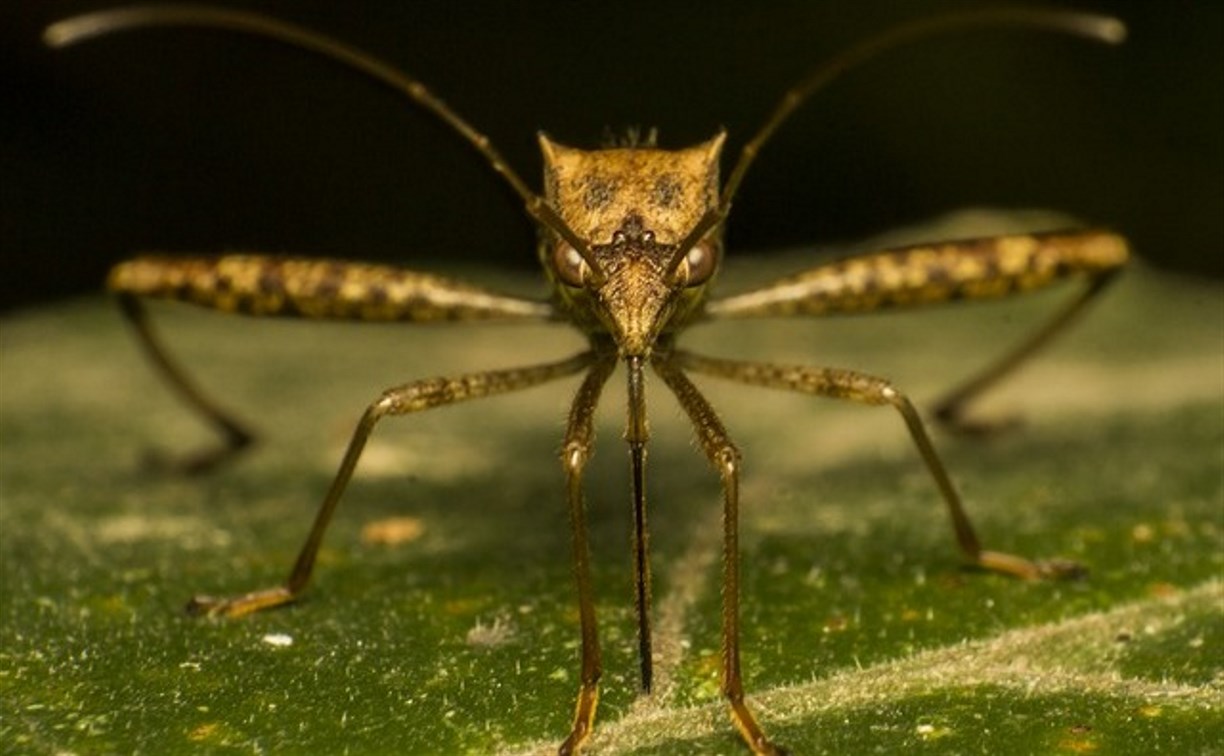 Комары-переносчики лихорадки Западного Нила могут появиться в России осенью