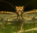 Комары-переносчики лихорадки Западного Нила могут появиться в России осенью