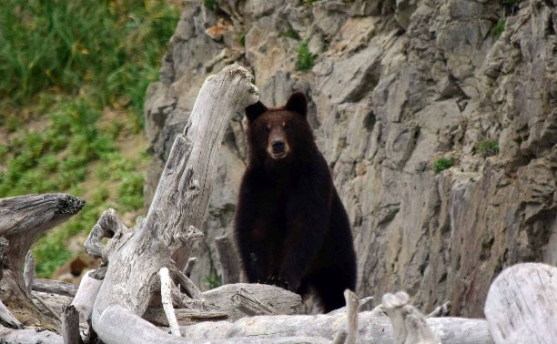 Медведи раскопали сардины, выброшенные на побережье Курил ещё зимой