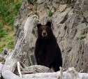 Медведи раскопали сардины, выброшенные на побережье Курил ещё зимой