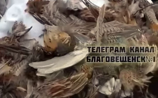 На улицах дальневосточного города неизвестные разделали стаю фазанов