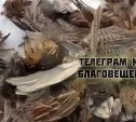 На улицах дальневосточного города неизвестные разделали стаю фазанов