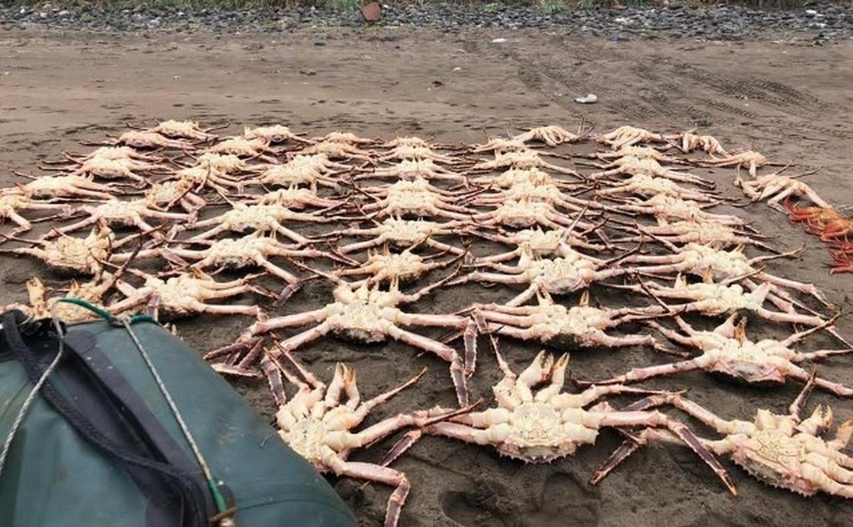 Десять сахалинцев признали вину по делу о добыче краба в особо крупном размере