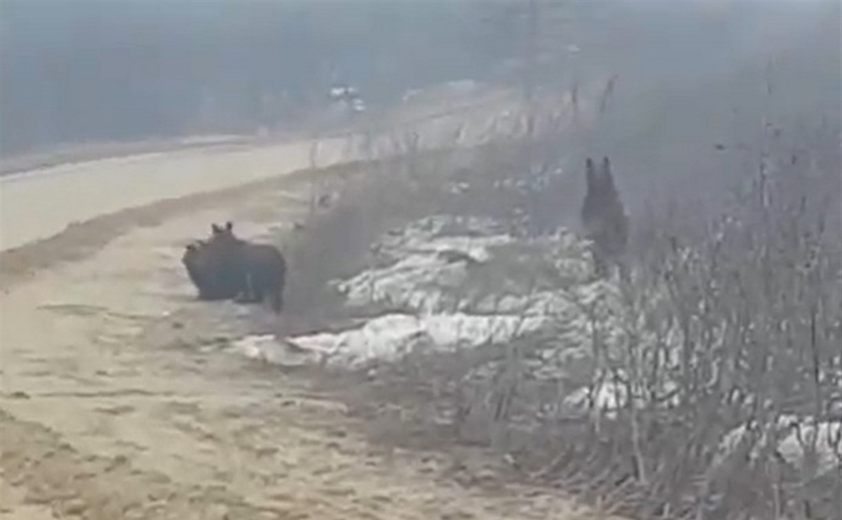 Косолапая мать и двое медвежат вышли к сахалинскому селу