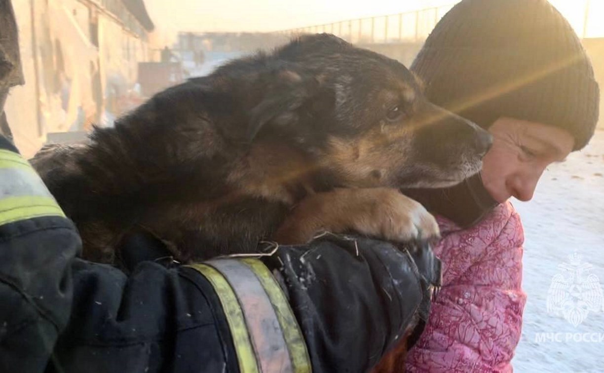 Пострадавшему при пожаре приюту "Пёс и кот" нужна помощь в приобретении кормов и воды для собак