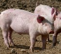 В сахалинских свиньях не нашли вируса африканской чумы