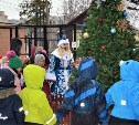 Сахалинский зоопарк в новогодние каникулы приготовил для гостей много интересного