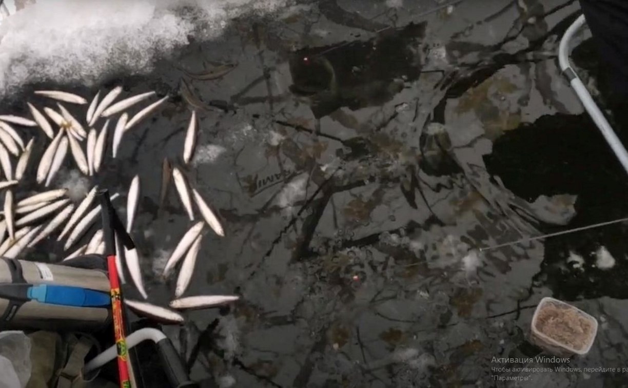 "Бомбит нормально": сахалинские рыбаки в метель ловили корюшку по щиколотку в воде