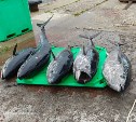 "Скоро будем вместо горбуши ловить": пять тунцов за 15 минут выловили у берегов Курил