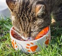 Роскачество назвало лучшие и худшие сухие корма для кошек