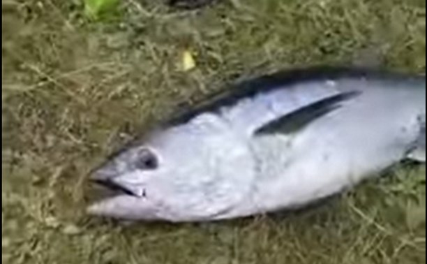 Сахалинским рыбакам на горбушовую сетку попался тунец