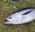 Сахалинским рыбакам на горбушовую сетку попался тунец