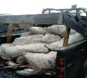 Десять тонн лосося изъяли у сахалинских браконьеров за неделю