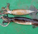 Траловый промысел тихоокеанского кальмара впервые за много лет возобновили в Западно-Сахалинской подзоне
