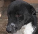 Корсаковские зоозащитники просят подбросить доброго пса Мишку до Ноглик