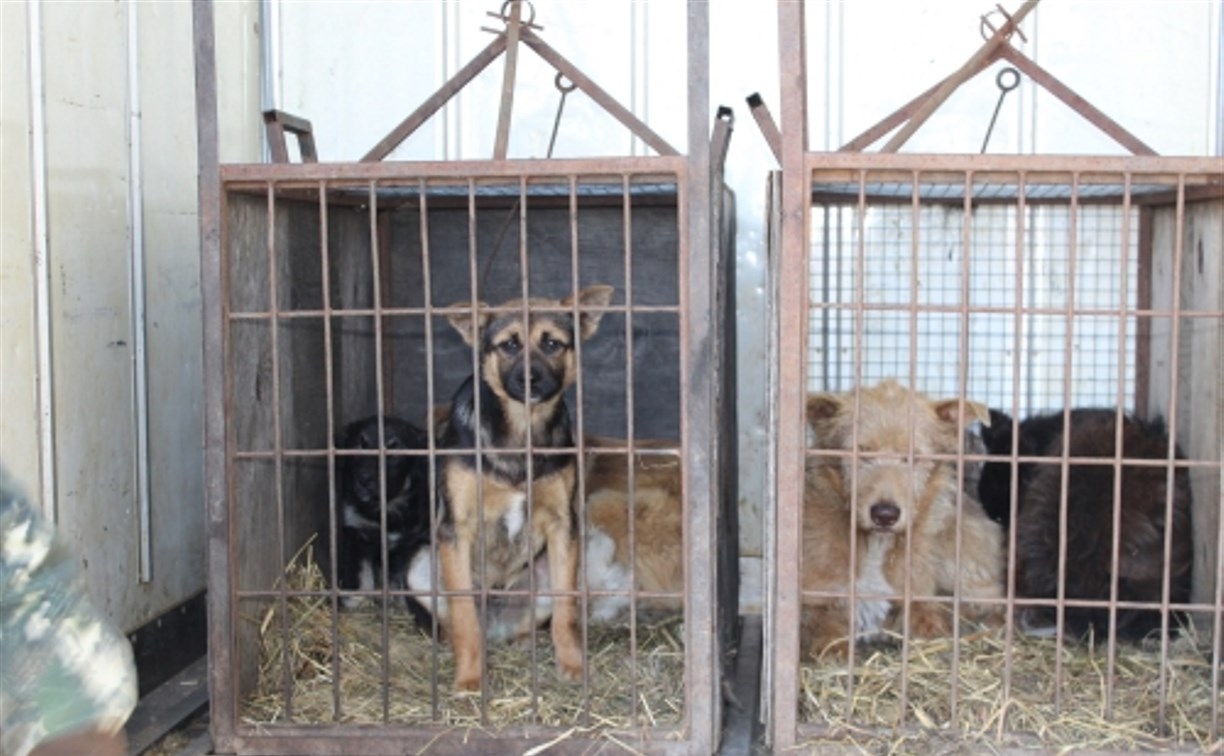 Ежемесячно в Невельске отлавливают около 50 бродячих собак