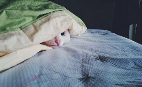 Общество