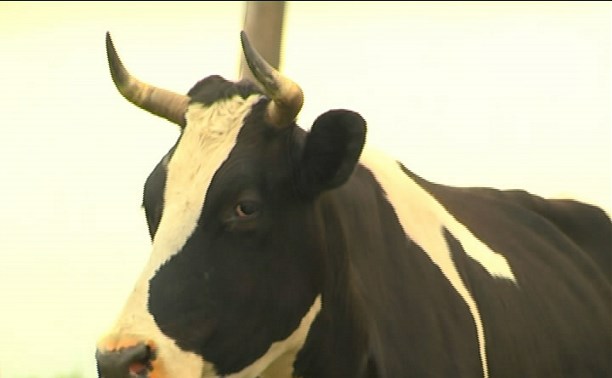 В селе Новотроицком коровы скоро лишатся пастбища
