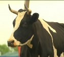 В селе Новотроицком коровы скоро лишатся пастбища