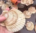 Сахалинец нелегально добыл в заливе Анива свыше 2 000 морских гребешков