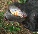 Сахалинец застрелил медведя в своем дворе, чтобы спасти сына