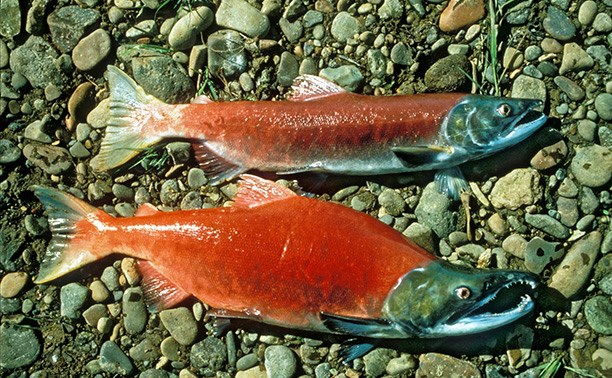 WWF: кризис с лососем на Сахалине может затянуться на годы