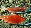 WWF: кризис с лососем на Сахалине может затянуться на годы