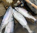 Первую симу продают на Сахалине по цене "золотой рыбки"