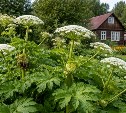 Борщевик и другие чужаки: на Сахалине хотят узаконить борьбу с опасными растениями