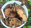 Мужчина похвастался обилием благородных грибов в Корсаковском районе