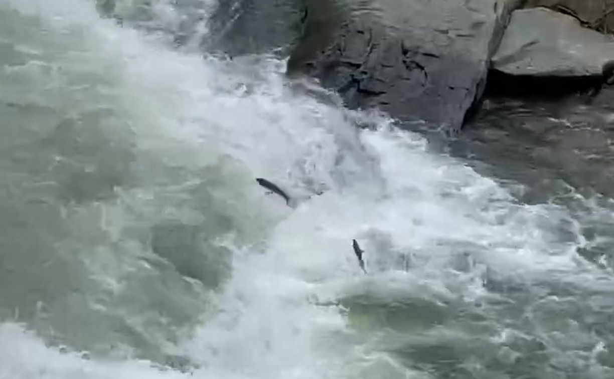 Прыгающая по реке краснопёрка развлекает туристов на Сахалине