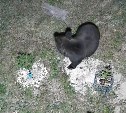 В Корсаковском районе медведи разгромили пасеку