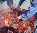 Браконьеров с уловом в 100 кг гребешка задержали на Сахалине