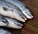 Глобальное потепление открывает перспективы развития лососеводства на Северных Курилах