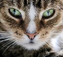 Для борьбы с кошками в отдалённое село на Сахалине вызвали отловщиков