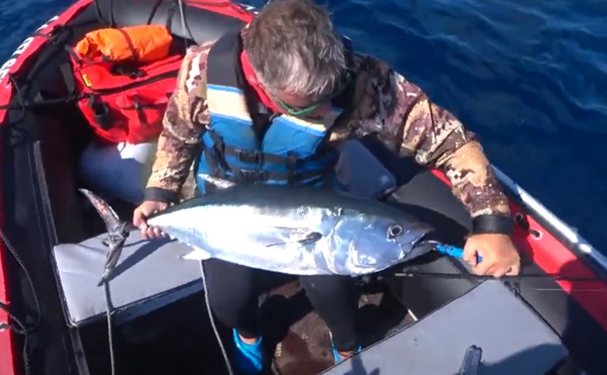 Море у Сахалина кипит от рыбы: островной блогер показал, как добыть тунца и что в нём самое вкусное