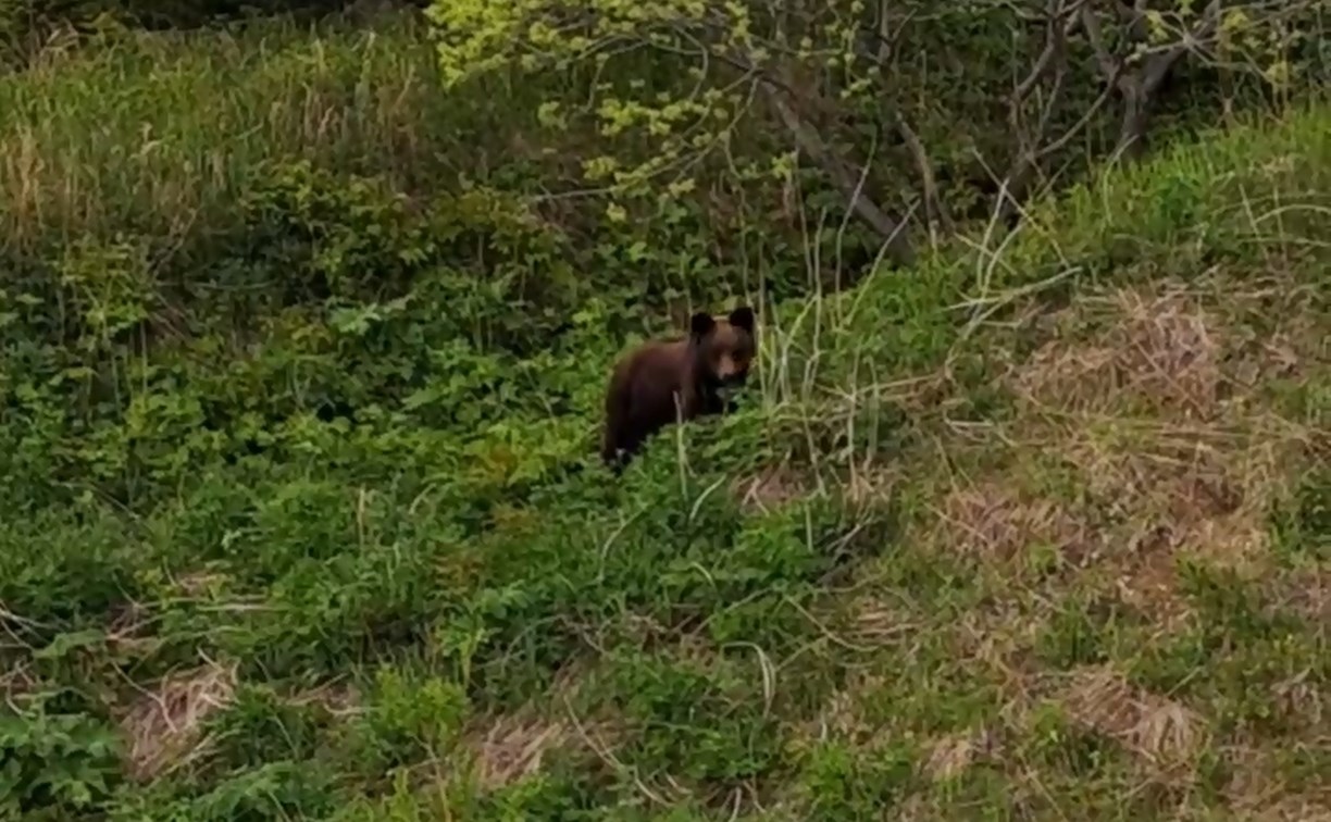 Небольшого медведя заметили в Пригородном недалеко от пляжа и завода СПГ