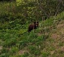 Небольшого медведя заметили в Пригородном недалеко от пляжа и завода СПГ