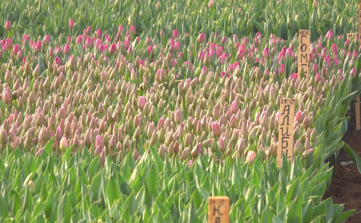 В Южно-Сахалинске к весне распустятся полмиллиона тюльпанов