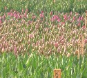 В Южно-Сахалинске к весне распустятся полмиллиона тюльпанов