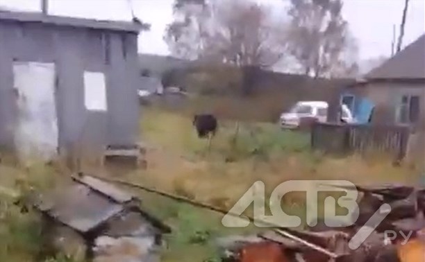 Жители сахалинского села напуганы: по улицам шастает огромный медведь