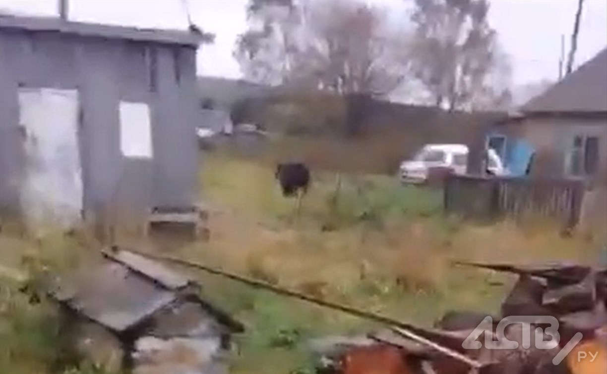 Жители сахалинского села напуганы: по улицам шастает огромный медведь