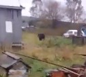 Жители сахалинского села напуганы: по улицам шастает огромный медведь