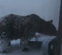 Медведя на Курилах разбудили снегоходчики - лесничие отследили маршрут хищника